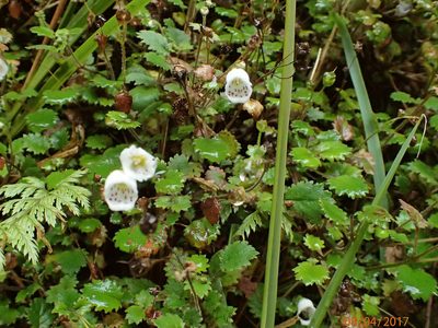 Jovellana repens, photographed by Duncan Cunningham