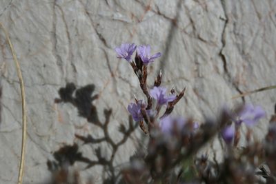 Limonium cancellatum, photographed by Martin Scheuch
