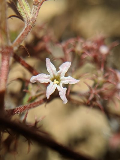 Chorizanthe xanti, photographed by Alex Heyman
