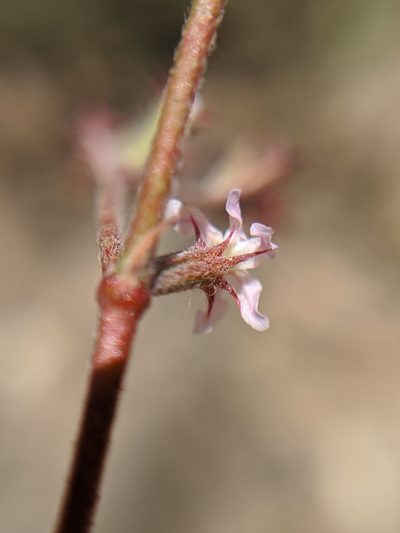Chorizanthe xanti, photographed by Alex Heyman