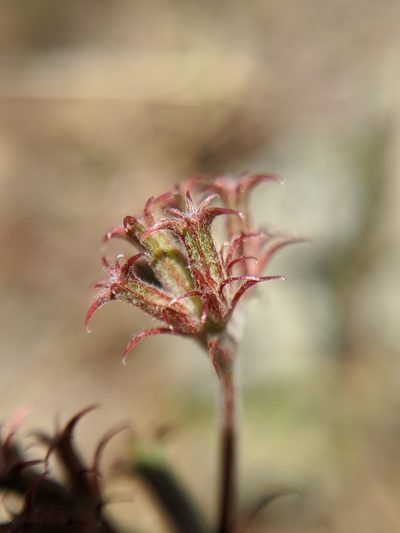 Chorizanthe xanti, photographed by Alex Heyman