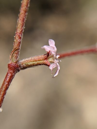 Chorizanthe xanti, photographed by Alex Heyman
