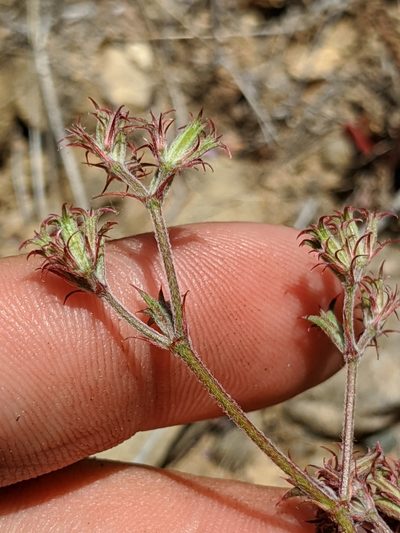 Chorizanthe xanti, photographed by Alex Heyman