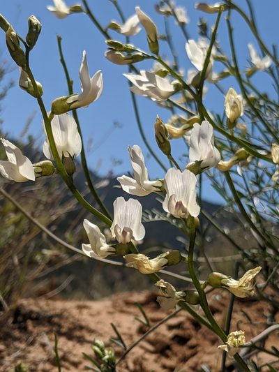 Astragalus pachypus, photographed by Alex Heyman