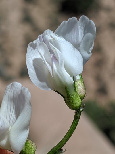 Astragalus pachypus, photographed by Alex Heyman