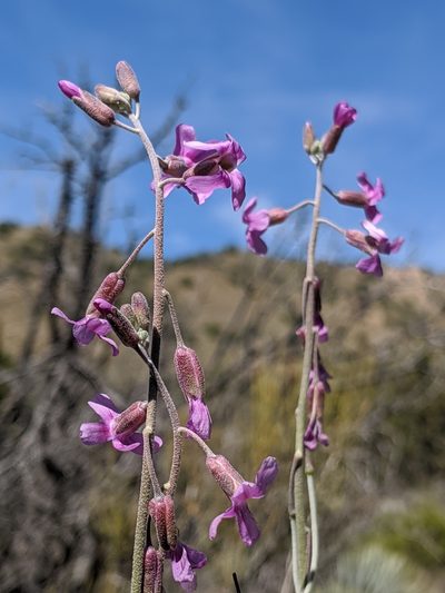 Boechera pulchra, photographed by Alex Heyman