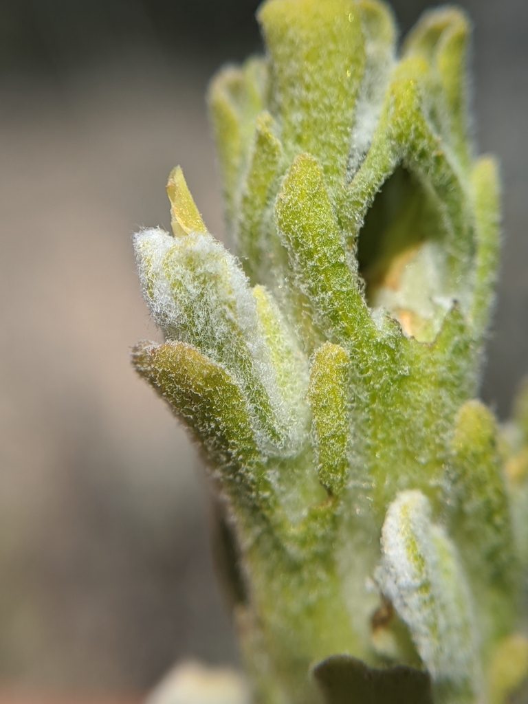 Castilleja plagiotoma, photographed by Alex Heyman
