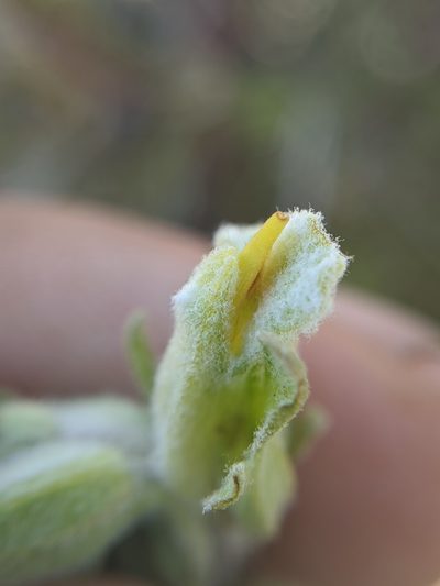 Castilleja plagiotoma, photographed by Alex Heyman