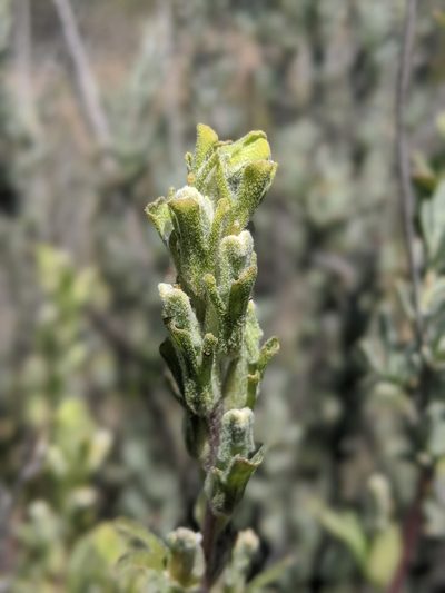 Castilleja plagiotoma, photographed by Alex Heyman