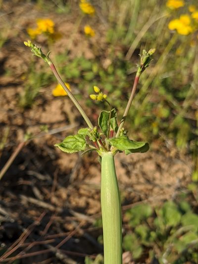 Eriogonum clavatum, photographed by Alex Heyman
