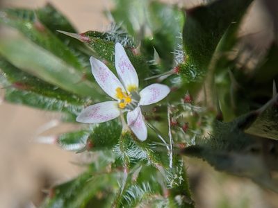 Loeseliastrum schottii, photographed by Alex Heyman