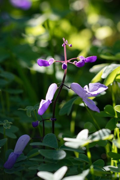 Plectranthus saccatus, photographed by magriet b