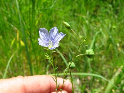 Linum pratense, photographed by Annika Lindqvist