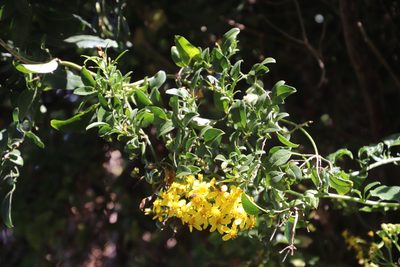 Jasminum polyanthum, photographed by Tony Rebelo