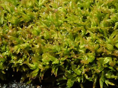 Tortella inclinata, photographed by Christian Berg