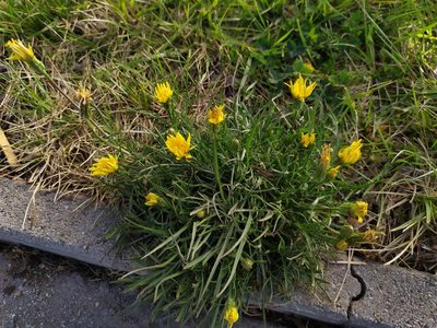 Scorzonera cana, photographed by carnifex