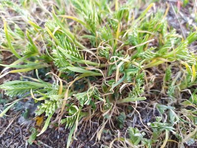 Sclerochloa dura, photographed by carnifex