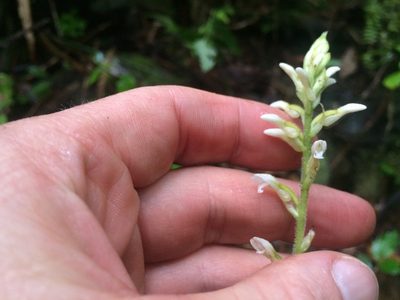 Microchilus plantagineus, photographed by Derek