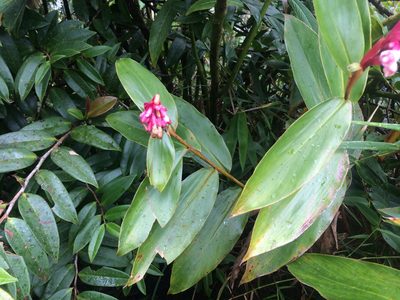 Renealmia jamaicensis, photographed by Derek