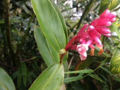 Renealmia jamaicensis, photographed by Derek