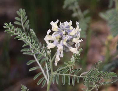 Sophora nuttalliana, photographed by crseaquist