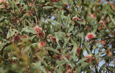 Hakea laurina, photographed by Rod Lowther