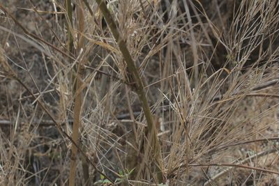 Otatea acuminata, photographed by Zazil Dellamary