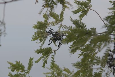 Pistacia mexicana, photographed by Zazil Dellamary