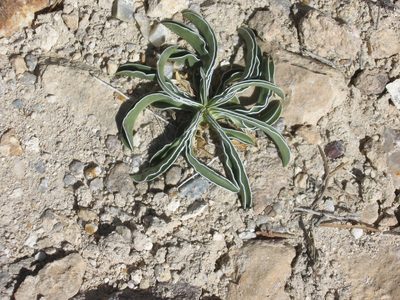 Frasera albomarginata, photographed by Leah Gardner