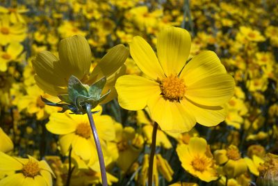 Coreopsis calliopsidea, photographed by Alan Rockefeller
