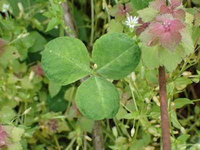 Trifolium stoloniferum, photographed by John Abrams