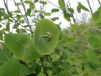 Lonicera reticulata, photographed by John Abrams