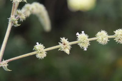 Asterohyptis stellulata, photographed by Zazil Dellamary