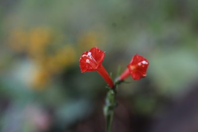 Ipomoea cholulensis, photographed by Zazil Dellamary