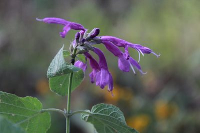 Salvia purpurea, photographed by Zazil Dellamary