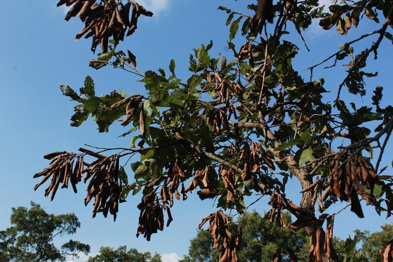 Quercus obtusata, photographed by Zazil Dellamary