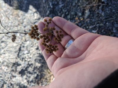 Juncus canadensis, photographed by alicia penney