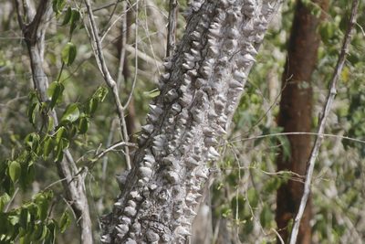 Ceiba schottii, photographed by Juan Cruzado Cortés