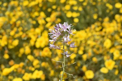 Streptanthus anceps, photographed by Alan Rockefeller