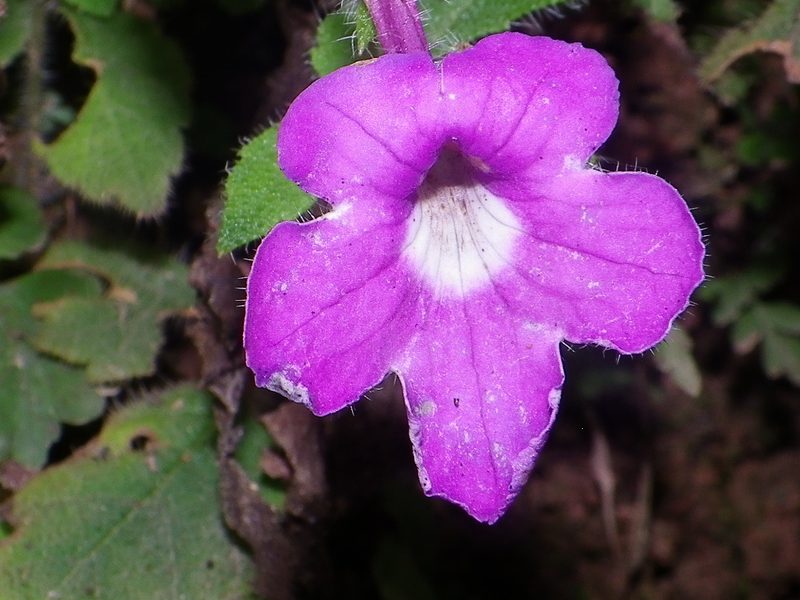 Achimenes patens, photographed by Arturo Castro Castro