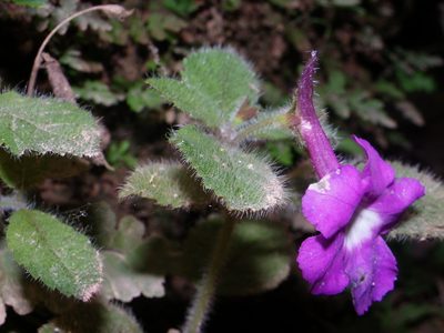 Achimenes patens, photographed by Arturo Castro Castro
