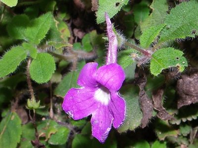 Achimenes patens, photographed by Arturo Castro Castro