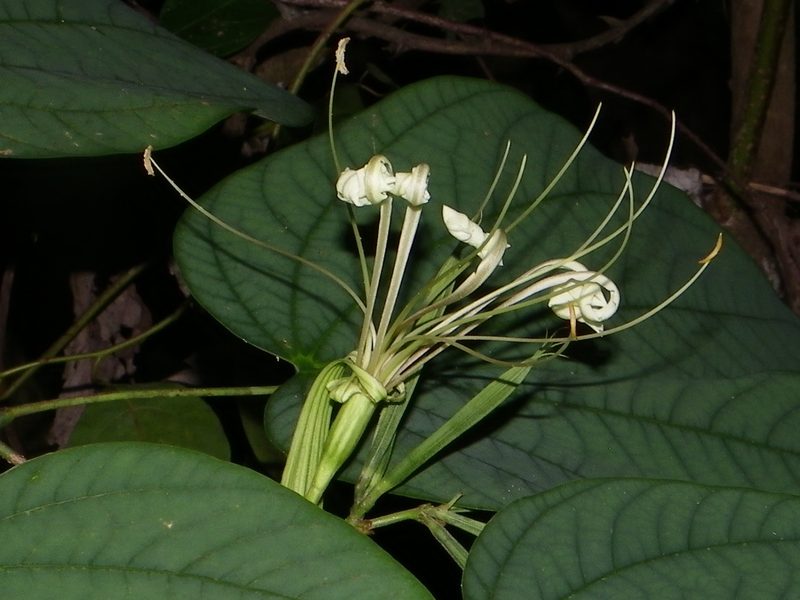 Bauhinia ramirezii, photographed by Arturo Castro Castro
