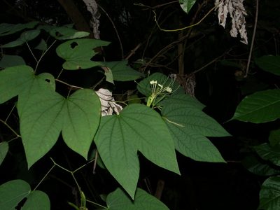 Bauhinia ramirezii, photographed by Arturo Castro Castro