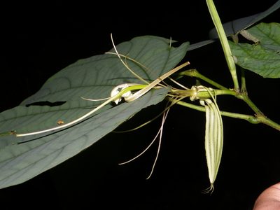 Bauhinia ramirezii, photographed by Arturo Castro Castro