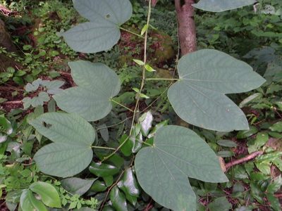 Bauhinia ramirezii, photographed by Arturo Castro Castro