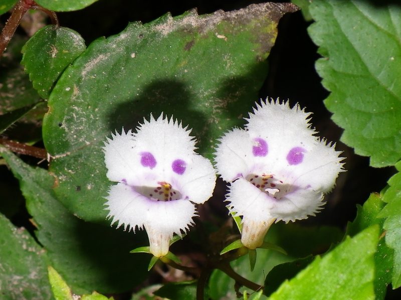 Achimenes glabrata, photographed by Arturo Castro Castro