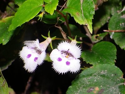 Achimenes glabrata, photographed by Arturo Castro Castro