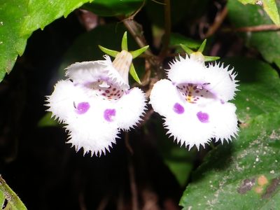 Achimenes glabrata, photographed by Arturo Castro Castro