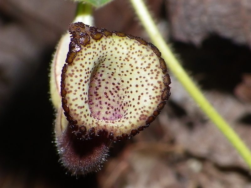 Aristolochia durangensis, photographed by Arturo Castro Castro
